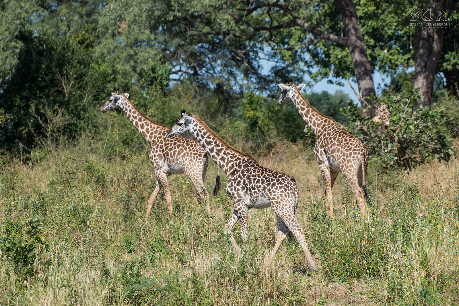 South Luangwa - Giraffen De Thornicrofts giraffe (Rhodesian giraffe) komt alleen voor in South Luangwa. In het wild komen nog ongeveer 1500 dieren voor. Stefan Cruysberghs